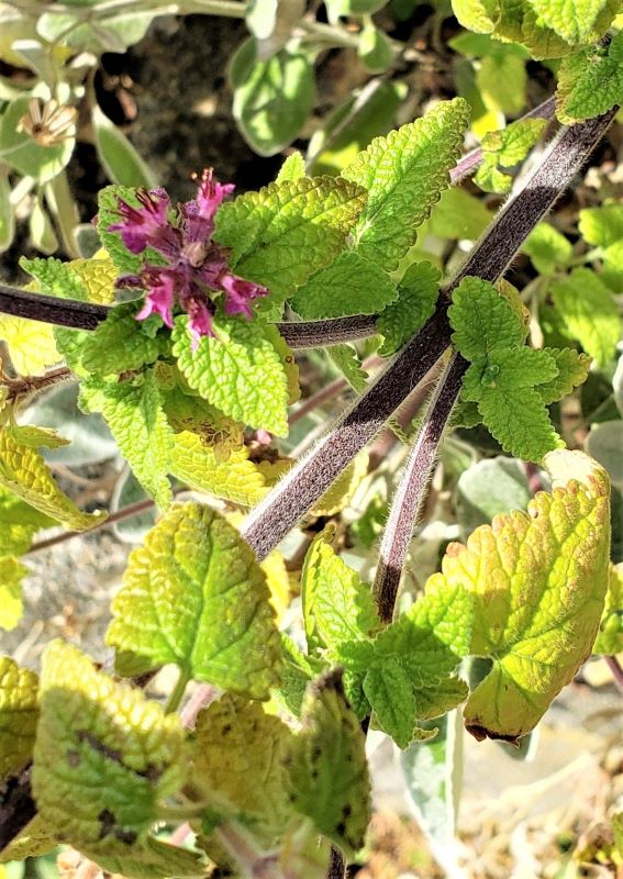 Da Vancouver (Canada): cv di Teucrium hircanicum (Lamiaceae)